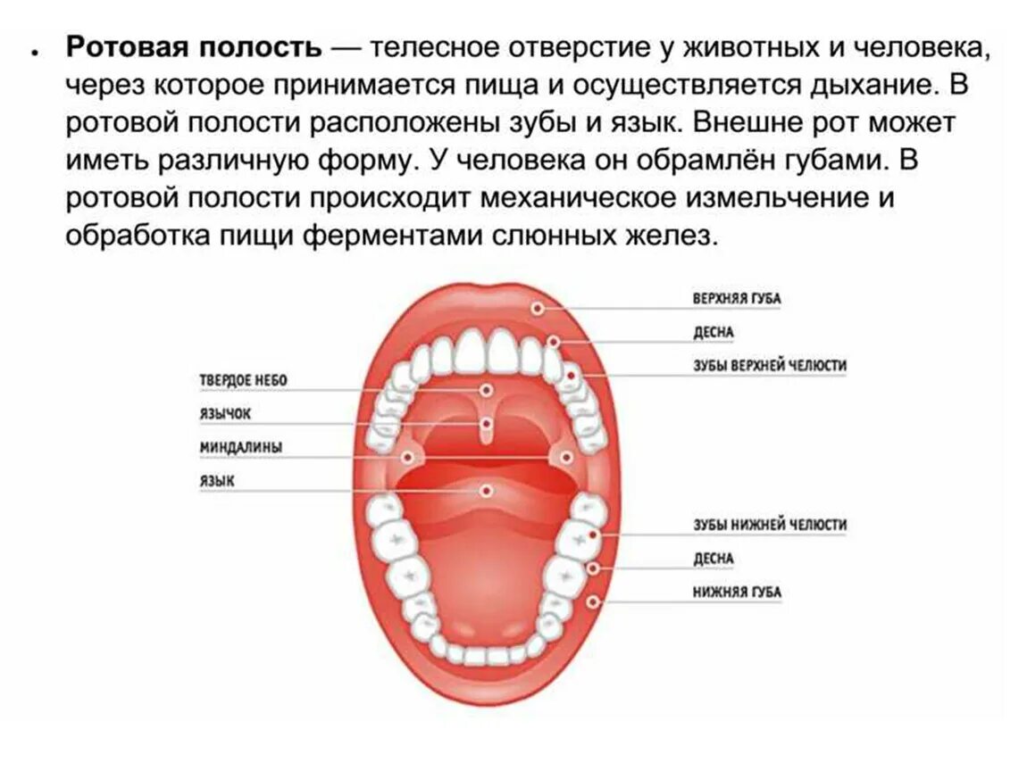 Полость рта покрыта. Строение ротовой полости человека сбоку. Строение пищеварительной системы ротовая полость. Строение ротовой полости схема. Строение ротовой полости на латыни.