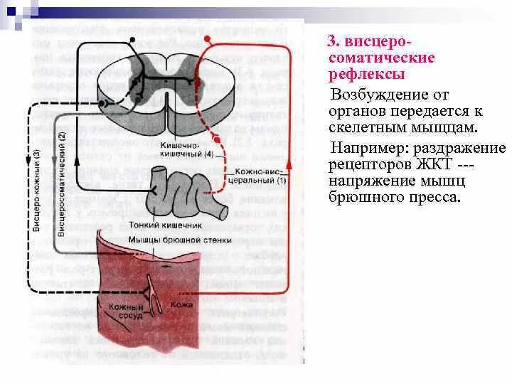 Висцеральный рефлекс. Висцеро соматический рефлекс. Висцеро соматический рефлекс схема. Висцеро висцеральный рефлекс рефлекторная дуга. Висцеро висцеральный рефлекс схема.