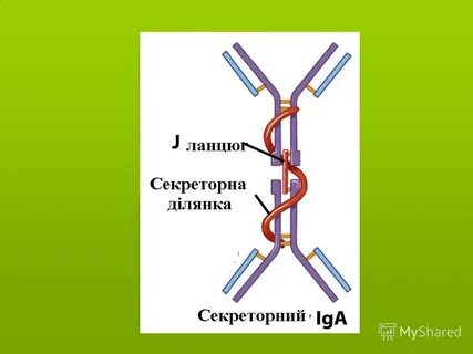 Секреторные иммуноглобулины slga