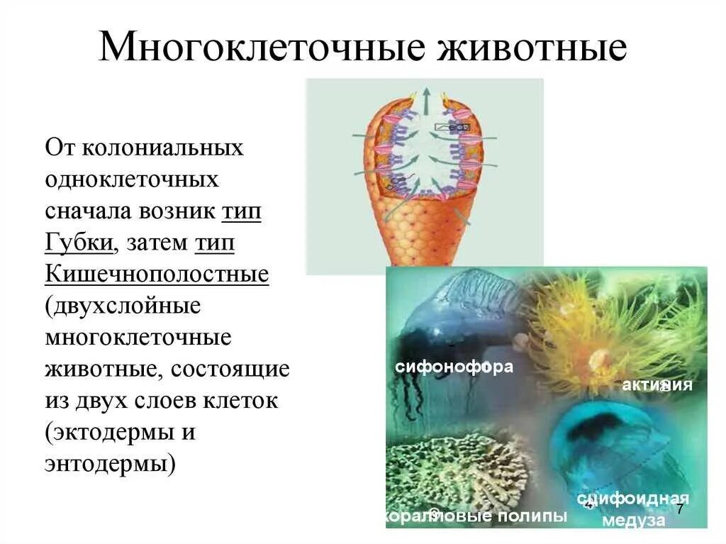 Многоклеточные животные. Много клетотчные животные. Многоклеточные животные типы. Двухслойные многоклеточные животные. Животных называют многоклеточными