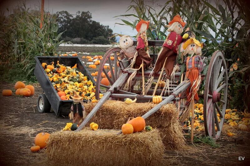 Отразилась на урожай. Огород осенью. Отразилась на урожай. Тыква созревание. Урожай тыквы по месяцам.