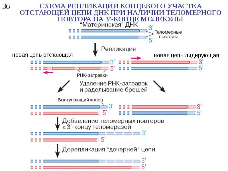 Материнская цепь днк. Этапы репликации ДНК. Репликация концевых участков ДНК. Этапы процесса репликации. Этапы процесса репликации ДНК.