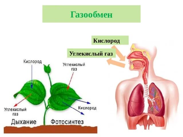 Углекислый газ и кислород сходства и различия. Газообмен углекислого газа и кислорода. Кислород и углекислый ГАЗ. Кислород углекислый ГАЗ закрытого помещения. Кислород и углекислый ГАЗ картинка.