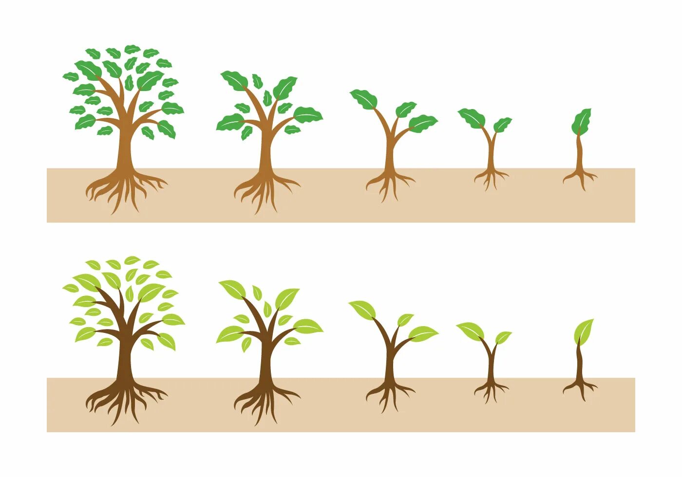 Tree growth