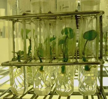 In vitro