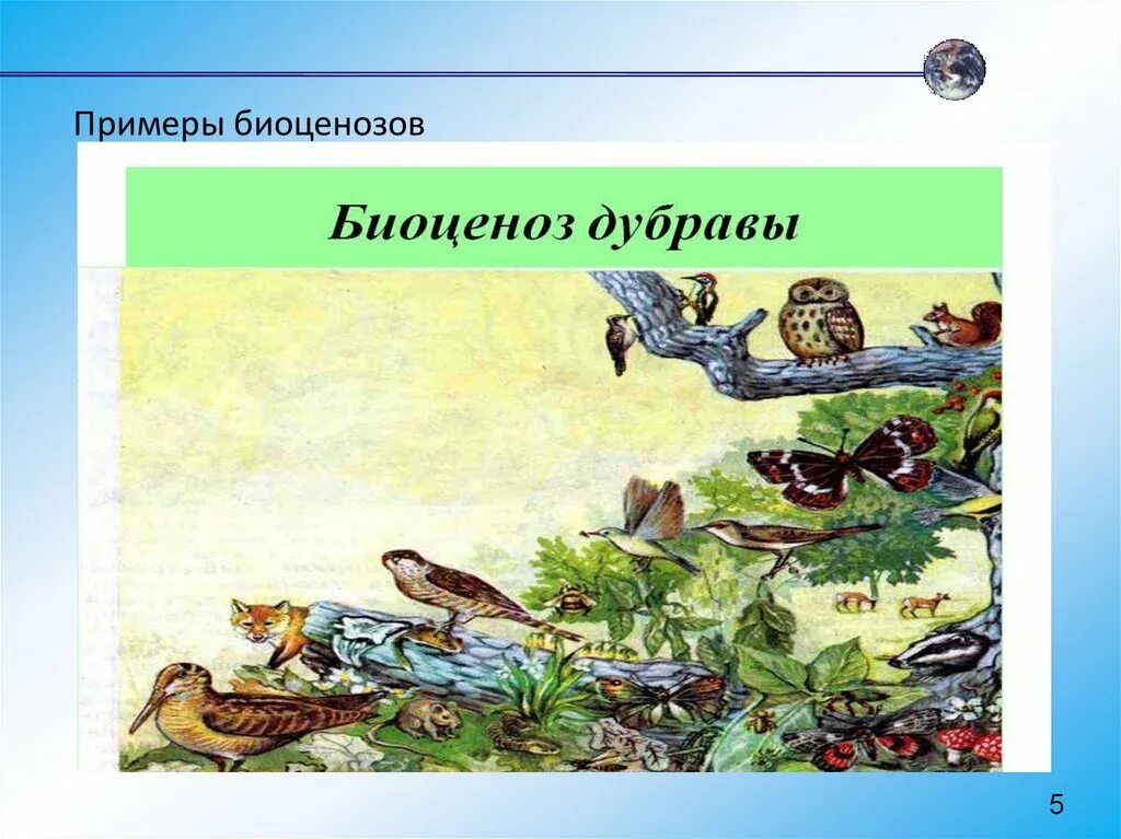 1 биоценозом называют. Биоценоз. Биоценоз рисунок. Биоценоз примеры. Презентация на тему биоценоз.