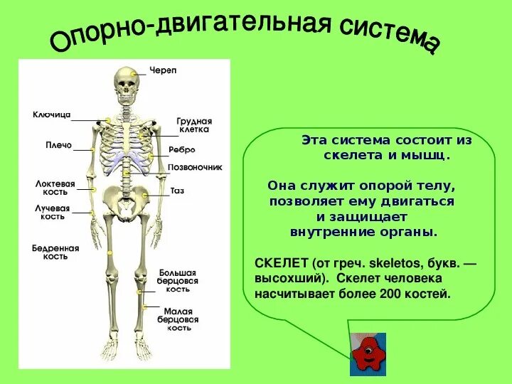 Организм человека презентация. Организм человека 3 класс. Как устроен организм человека презентация. Организм человека 3 класс презентация. Презентация как работает наш организм 3 класс