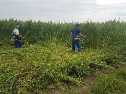 Поймали на поле