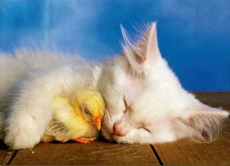 Спокойной ночи птицы. Котенок и цыпленок. Милые цыплята и котята. Спокойной ночи цыпленок.
