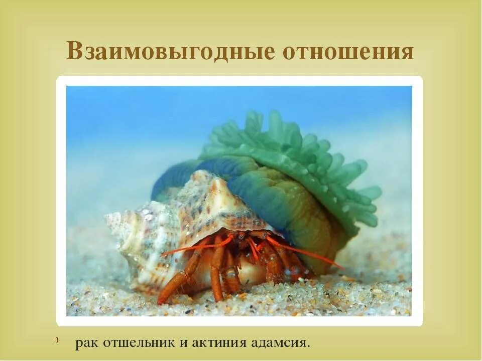 Актиния уровень организации живого. Актинии и рак-отшельник. актинии и рак-отшельник тип взаимоотношений. актинии и рака-отшельника. рак-отшельник и актиния (коралловый полип).