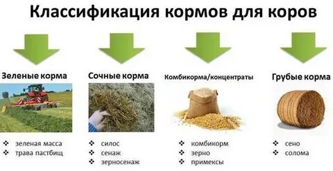 Сочные и концентрированные корма
