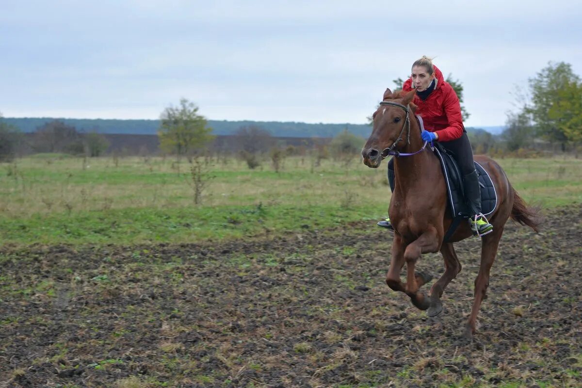 аллюр три. кск сонет. аллюр три креста. аллюр три креста. картинки вельмут.