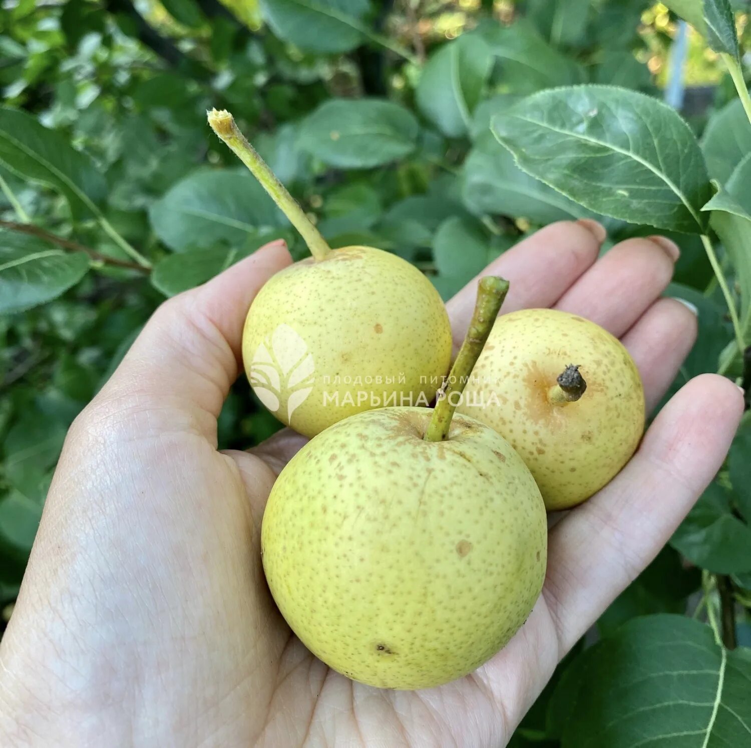 Груша скороспелка свердловская. Груша уральская скороспелка. Груша талица. Груша талица скороспелка свердловская. Мичуринская скороспелая груша.