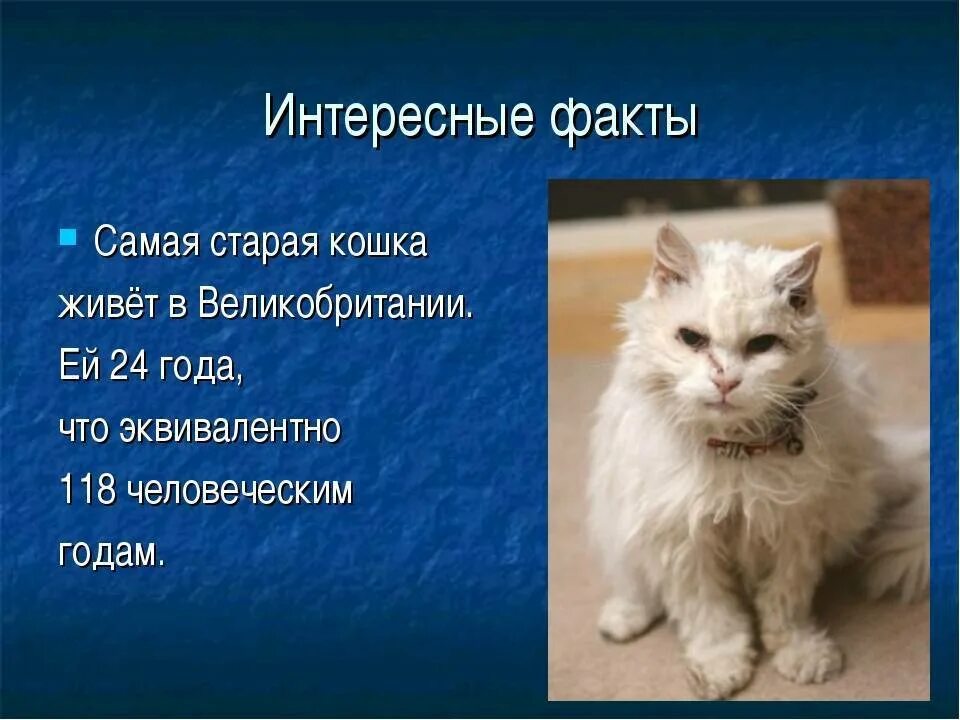 Интересные факты о кошках и котах. Факты о кошках. интересные кошки. интересная информация о котах. самые интересные факты о кошках.