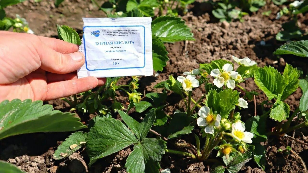 Чем подкормить клубнику во время цветения. Клубника в огороде. Клубника весной. Подкормка клубники. Весенняя подкормка клубники.