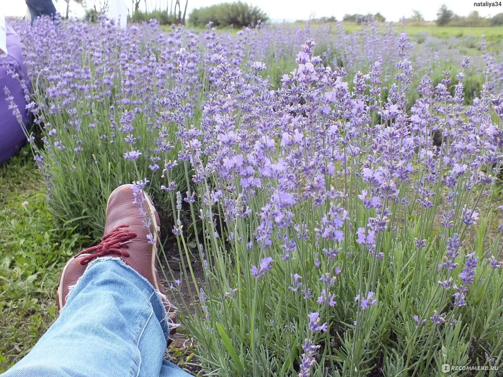 цветение лаванды фото. лавандовая ферма ильский. лавандовое поле ботанический сад воронеж. лавандовое лето солнечная ул 26 село кочетовка. лавандовое поле кочетовка.