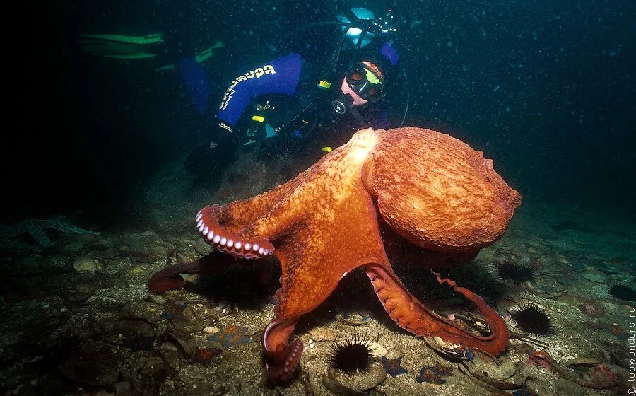 Осьминог Дофлейна. Осьминог Дофлейна гигантский. Гигантский Тихоокеанский осьминог. Осьминог Дофлейна самый большой.