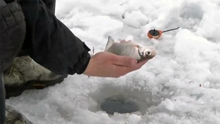 Ловля со льда видео. Зимняя ловля леща с Евгением Середой. Рыбалка с Евгением Середой на леща.