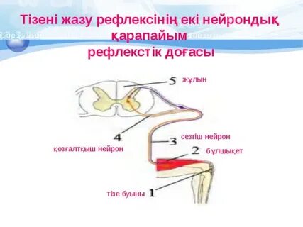 Трусики жоқ балапандардың үйдегі фотосуреттері