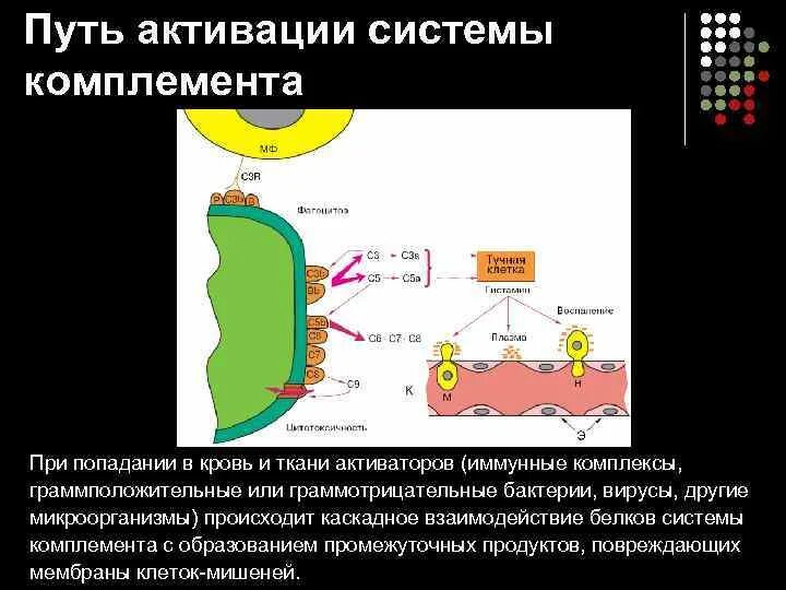 Пути активации комплемента. Пути активации системы комплемента. Защита от системы комплемента. Комплемент это система белков. Активатор вирус