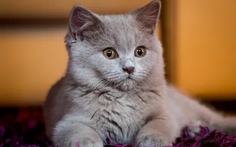 Домашние котики