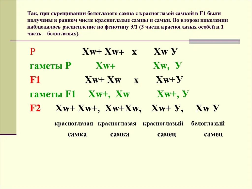 При скрещивании 2 мух дрозофил. При скрещивании. Реципрокное скрещивание. При скрещивании красноглазых. Скрещивание красноглазых самок и белоглазых самцов дрозофилы.