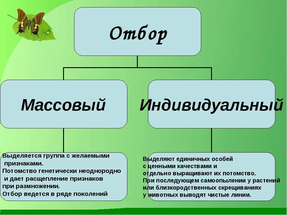 Искусственный отбор массовый и индивидуальный. Методы селекции растений массовый отбор. Массовый и индивидуальный отбор в селекции. Основные методы селекции искусственный отбор. Массовый отбор гибридов