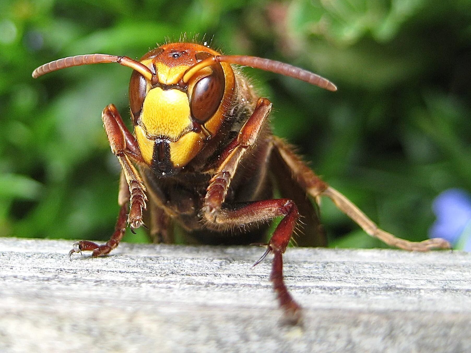 Шершавый шершень шуршал. Шершень. шершень веспа. european hornet - vespa crabro. ареал шершней.