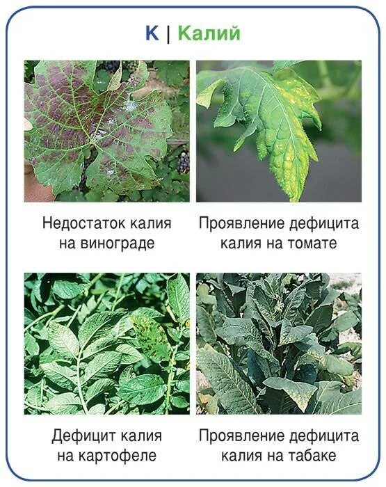 Нехватка калия у томатов. Недостаток элементов в томатах. Дефицит микроэлементов у растений. Недостаток микроэлементов на листьях томатов.