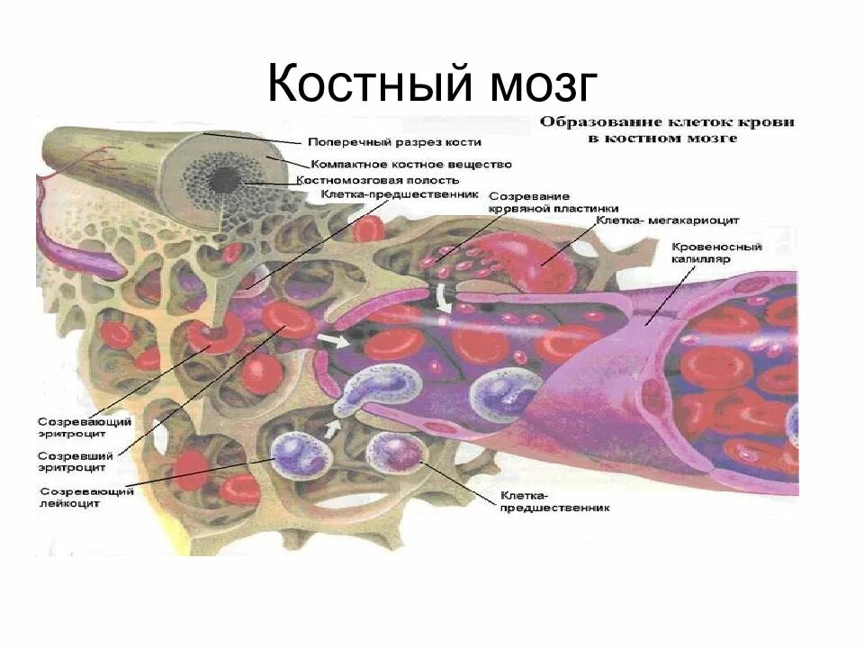 Клетки образующиеся в красном костном мозге. Красный костный мозг функция кроветворения. Строение костного мозга. Стволовые клетки красного костного мозга. Красный костный мозг анатомия.