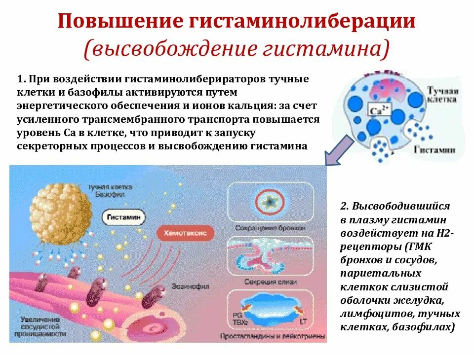 Повышенный гистамин. Препараты высвобождающие гистамин. Причины повышения гистамина. Эффекты гистамина при аллергической реакции. Повышение уровня гистамина.