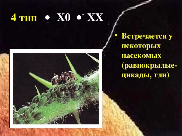 Ученый предположил что некоторые насекомые