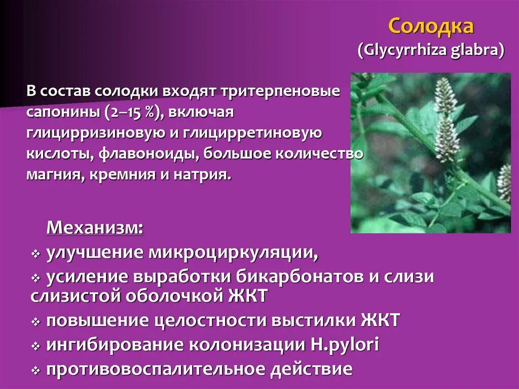 Glycyrrhiza glabra корень солодки. Сапонины корень солодки. Корень солодки механизм действия. Солодка лекарственное растение.