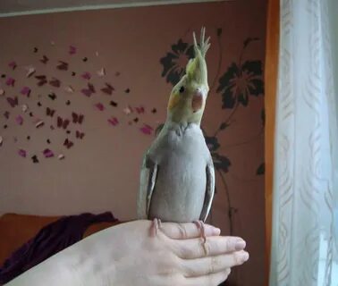 Корелла снесла без самца что делать