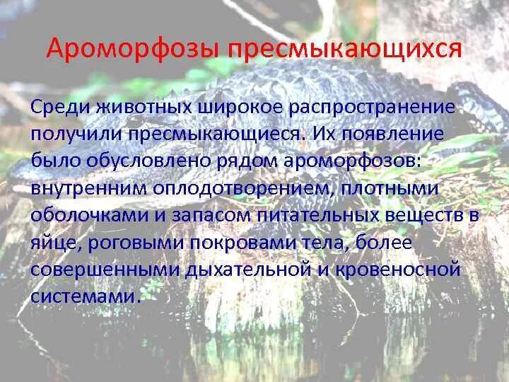 Ароморфозы класса пресмыкающихся. Ароморфозы пресмыкающихся. Аромарфоза пресмыкающихся. Амофорзы пресмыкающихся. Ароморфозы рептилий.