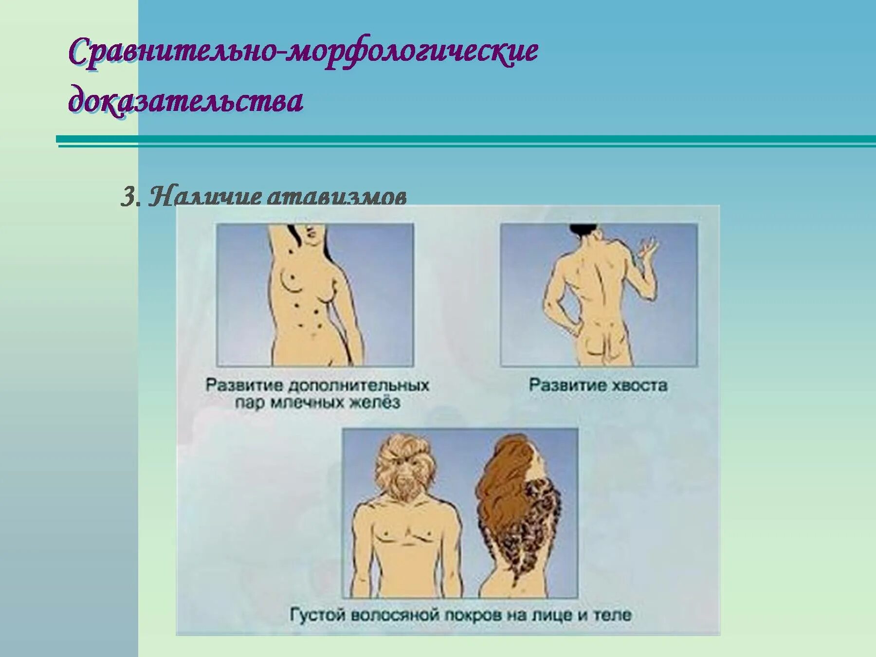 Атавизм доказательство. Морфологические (сравнительно-анатомические) доказательства. Сравнительно морфологические доказательства.