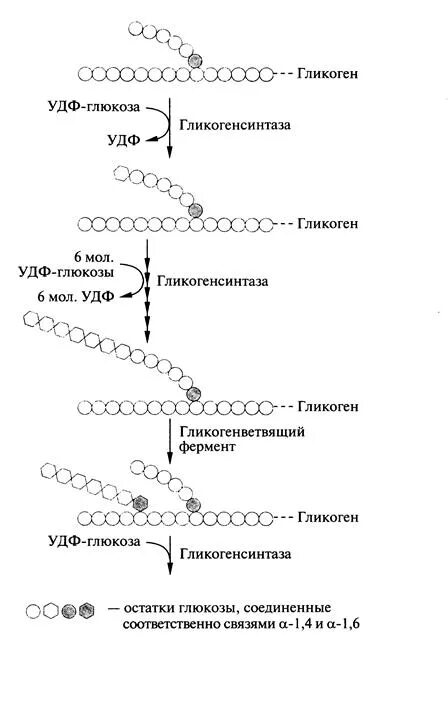 Биосинтез гликогена. Синтез и распад гликогена. Составьте схему синтеза гликогена. Синтез гликогена из УТФ Глюкозы.
