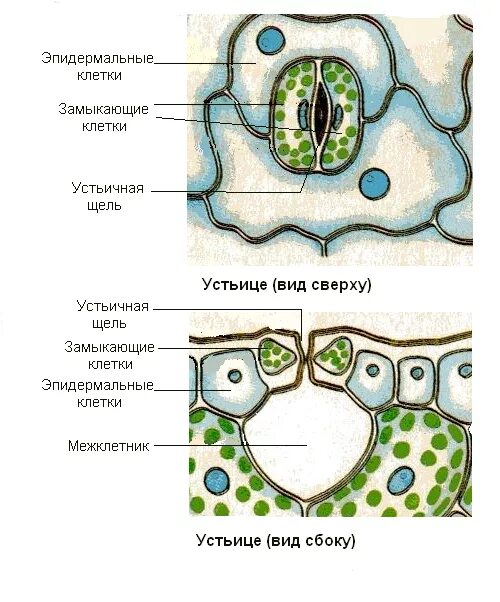 Кожица традесканции под микроскопом. Клетки эпидермы листа традесканции. Эпидермис, строение устьица. Строение устьица рисунок с подписями. Схема строения устьица растений.