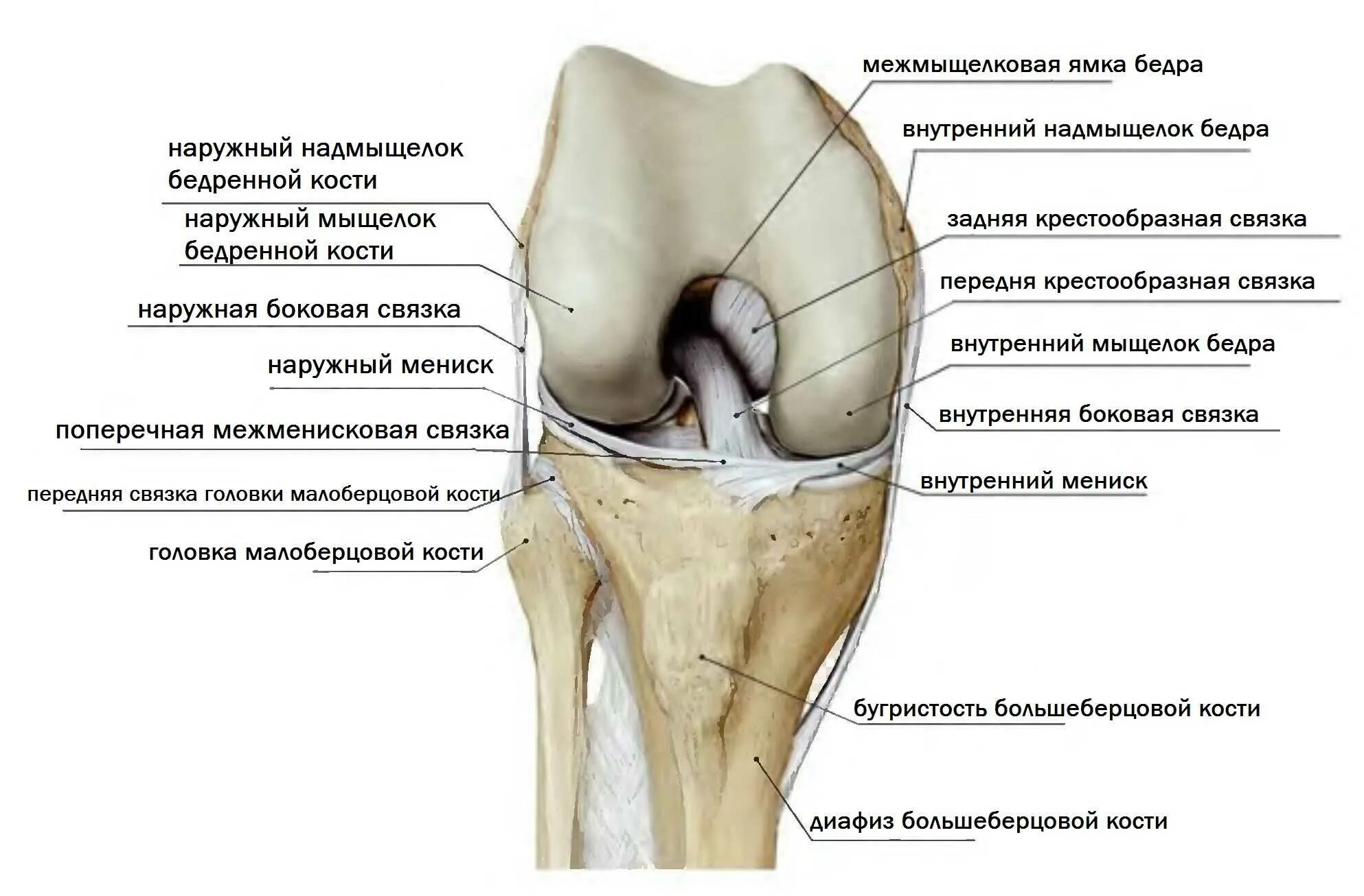 Строение коленного сустава мыщелки. Мыщелок коленного сустава анатомия. Медиальный мыщелок коленного сустава. Мыщелок бедренной кости в коленном суставе.