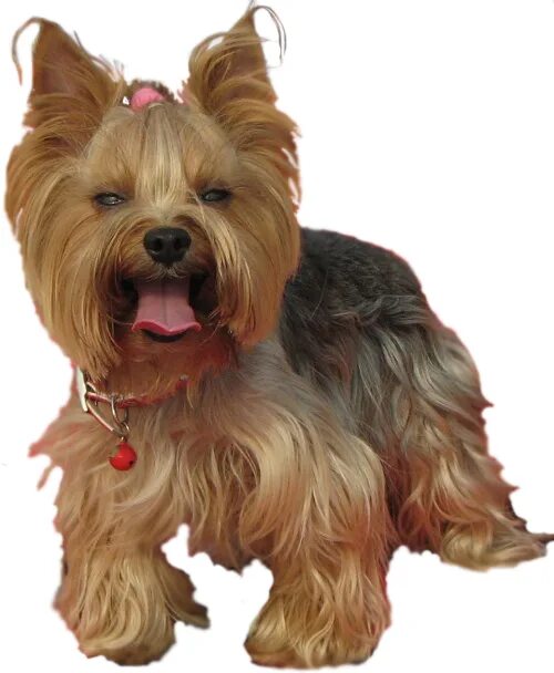 йоркширский терьер авито. йоркширский терьер чемпионы мира. йоркширский терьер пенза. йоркширский терьер кавказец. герда собака ерк.