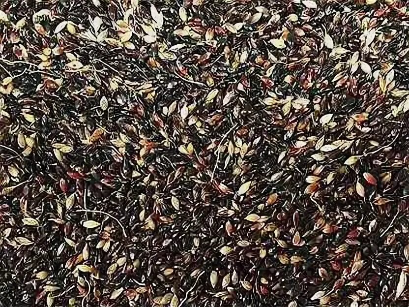 Авито семена трав. Семена суданки черноморка. суданская трава семена. суданка семена фото. как выглядят семена суданки.