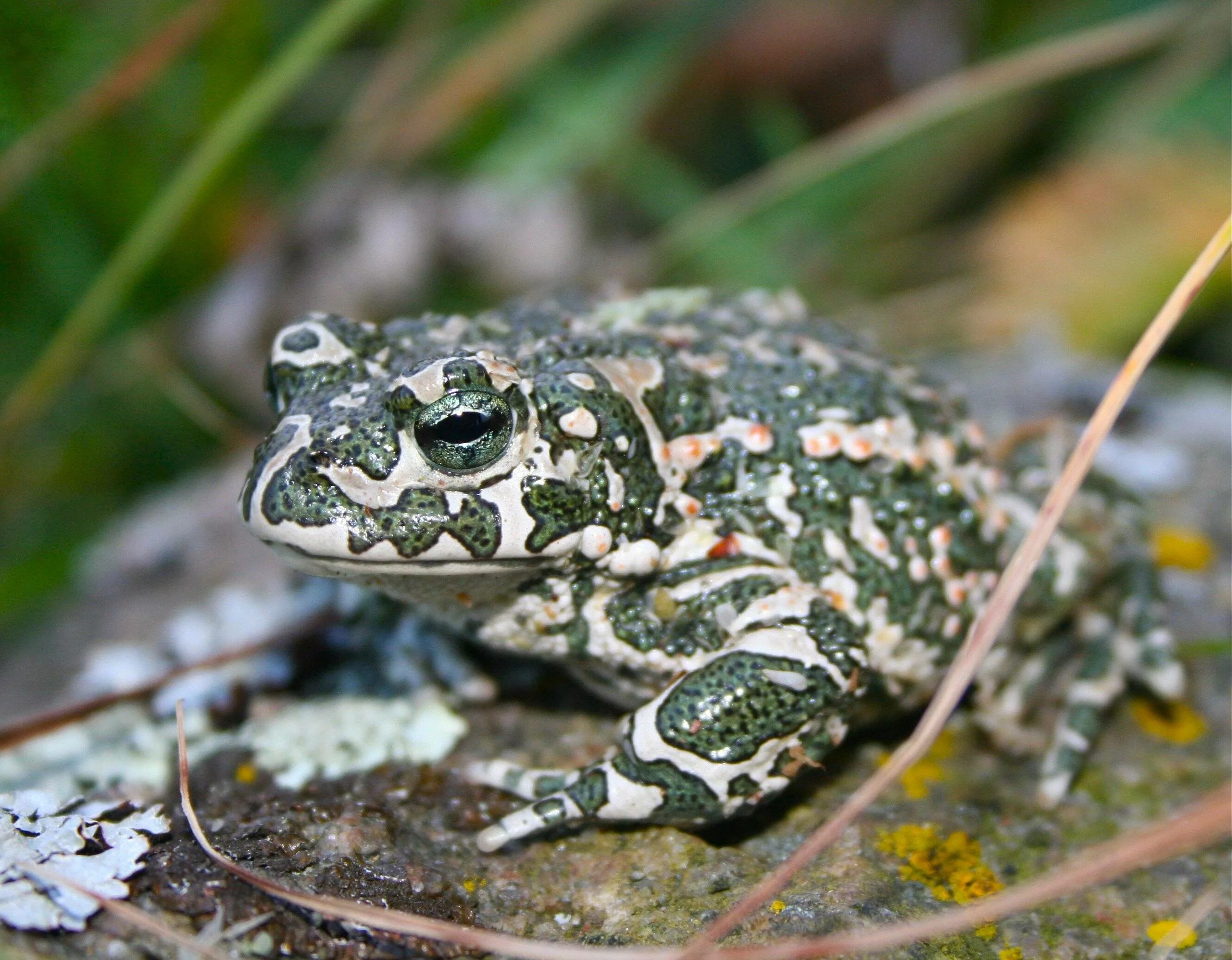 Какой вид лягушек едят. Жаба зелёная – Bufo viridis (Laurenti, 1768). Зеленая жаба Bufo viridis. Зеленая жаба Bufo viridis Крым. Таджикская жаба — Bufo shaartusiensis.