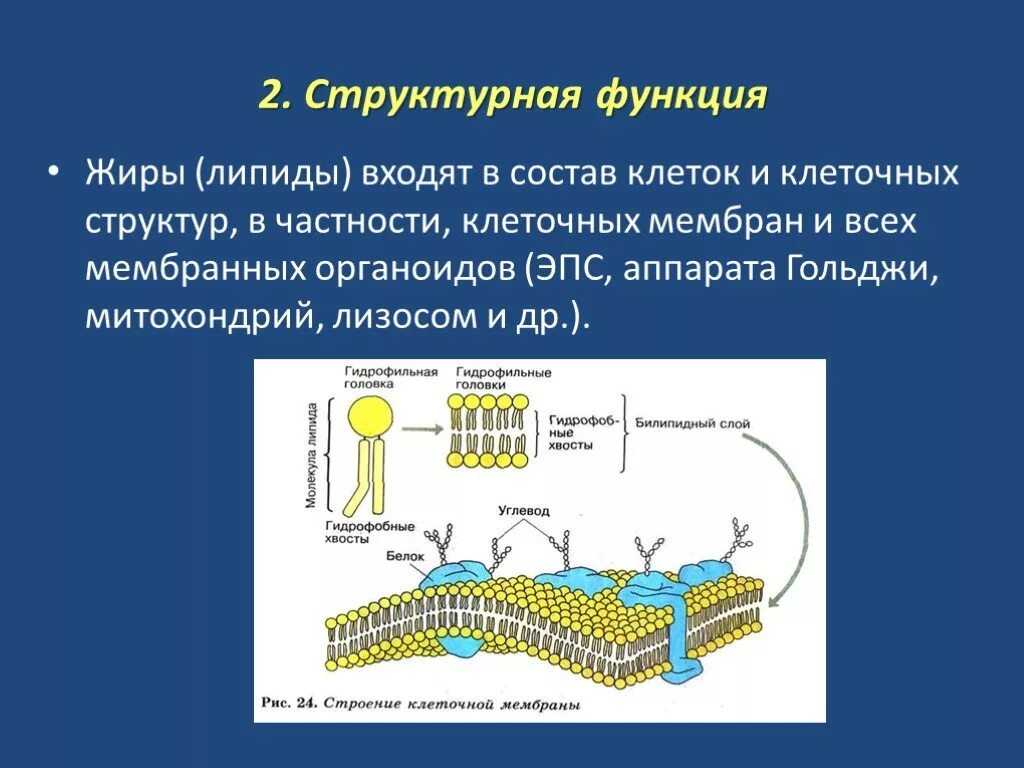 Липиды выполняющие строительную функцию. Структурная функция фосфолипидов в мембране. Структурная функция жиров. Мембранные липиды мембранные белки. Функции жиров в клеточной мембране.