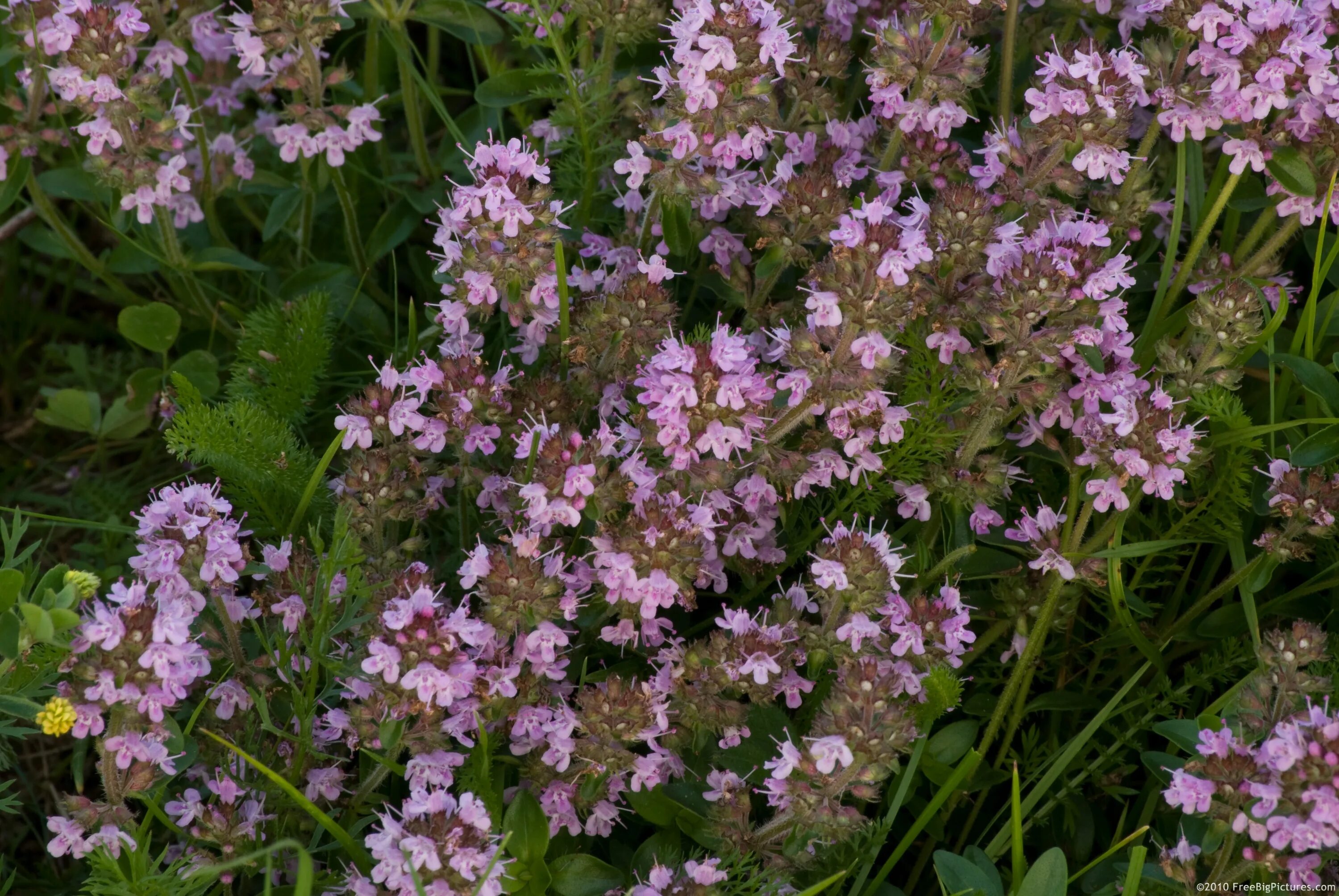 Чабрец работа. Чабрец западного кавказа. Тимьян сибирский. Горный чабрец. Тимьян жигулевский.