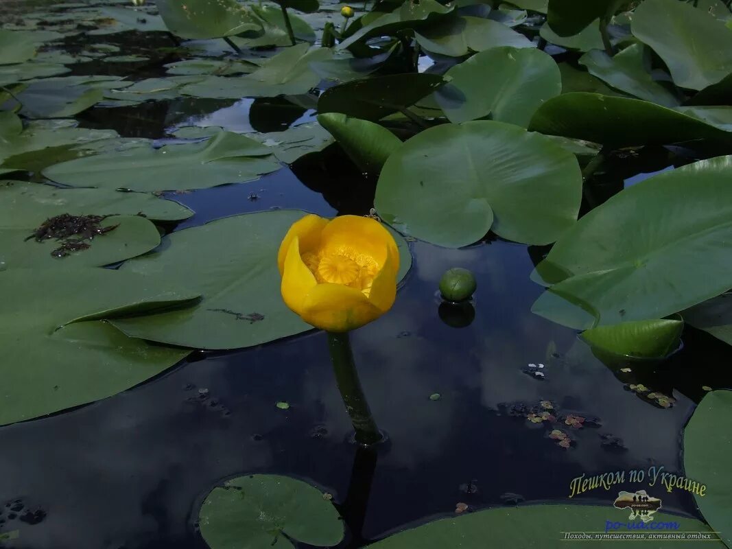 желтые кувшинки плавали в воде сочинение