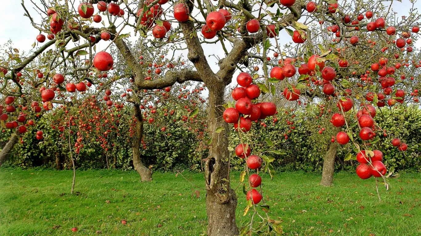 Сколько стоят плодовые деревья. Штамбовая груша. Яблоня зонтичная крупноплодная. Яблоня плодовая дерево. Яблоня карликовая с2l.