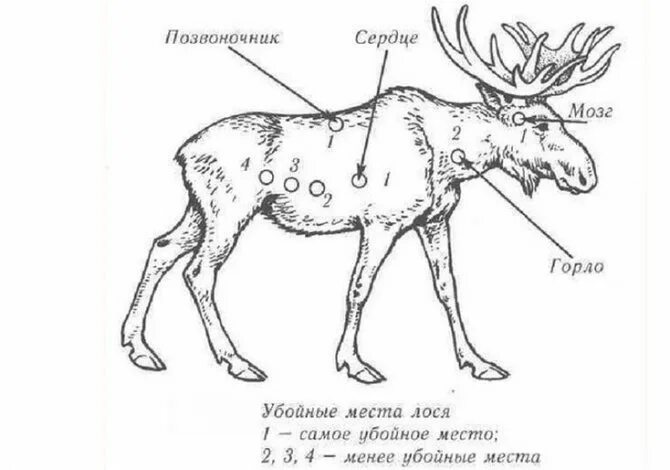 На лося пойду. Убойные места лося и кабана. Охота на лося убойные места. Убойные места лося кабана медведя. Убойные места лося схема.