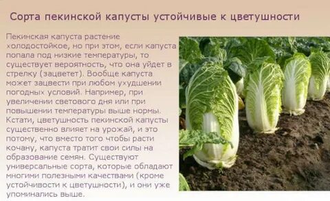 Польза пекинской капусты для организма человека