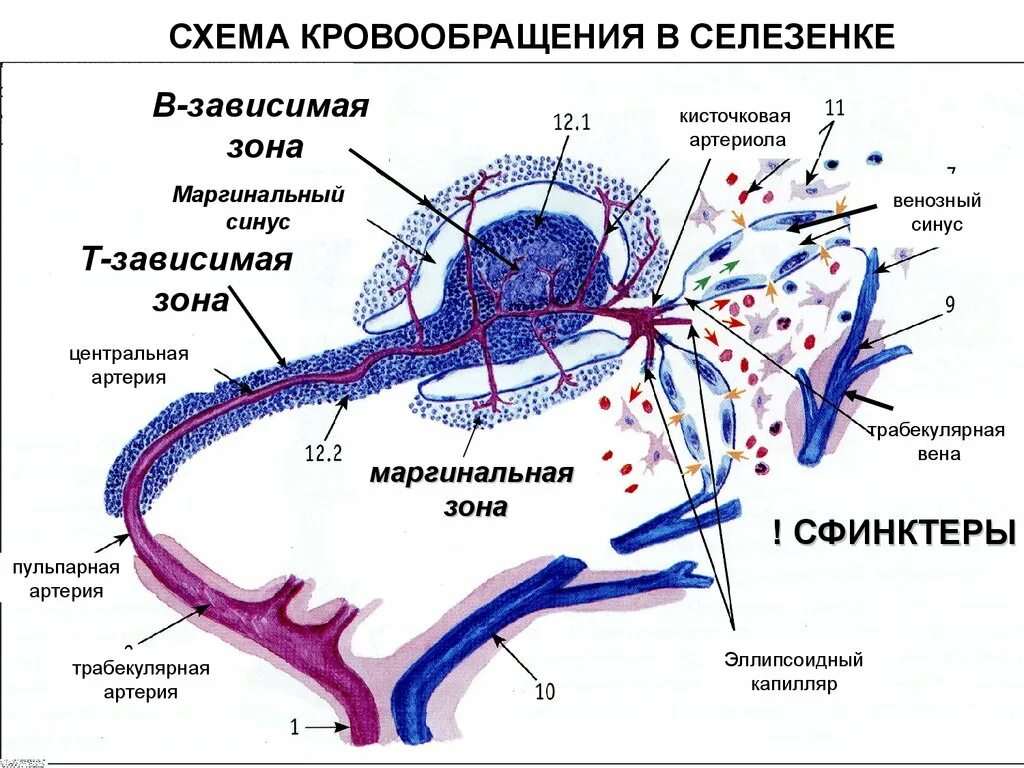 Артерии селезенки. Схема кровообращения в селезенке гистология. Схема кровоснабжения селезенки гистология. Кровоснабжение селезенки схема. Строение венозных синусов селезенки гистология схема.