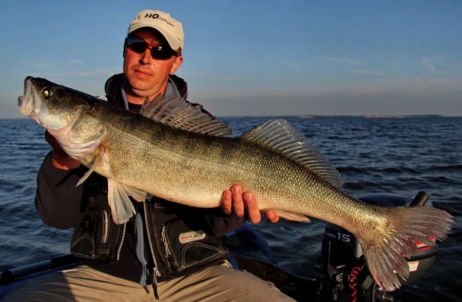 Судак в фольге. Судак жареный. Обыкновенный судак. Судак на джиг с лодки. Судак в духовке в фольге.